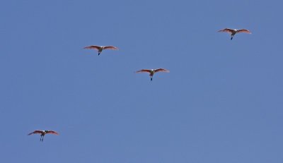 IMG_2239.jpg