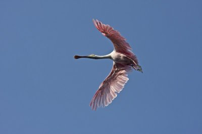 IMG_2243.jpg