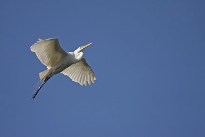 IMG_2263.jpg