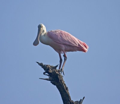 IMG_2335.jpg