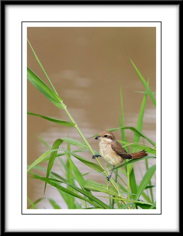 Asian Brown Shrike 2.jpg