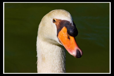 Swan.jpg