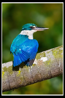 Collared Kingfisher 2.jpg