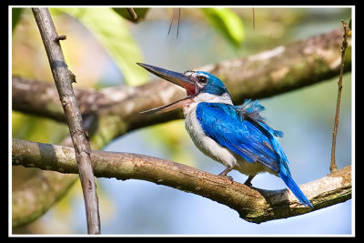 Collared kingfisher 3.jpg