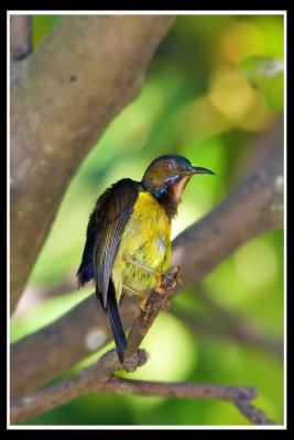Male brown Throated Sunbird.jpg