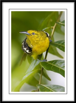 Common Iora.jpg