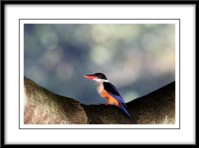 Black-capped Kingfisher.jpg