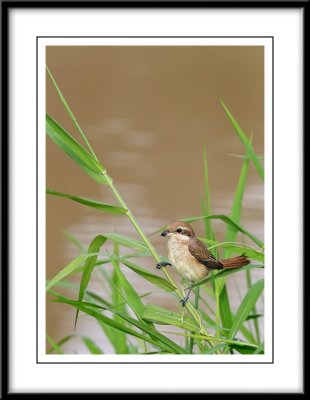 Asian Brown Shrike 2.jpg