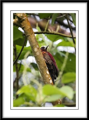 Banded woodpecker.jpg