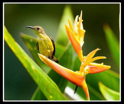 Female olive backed sunbird 2.jpg