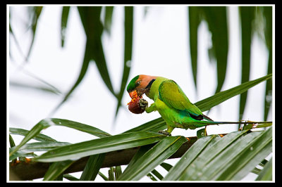 Long-tailed parakeet.jpg