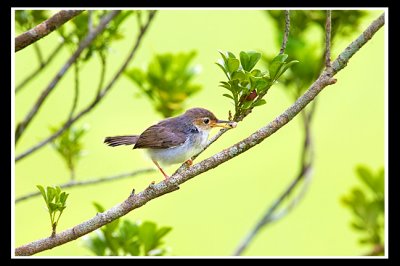Common tailorbird.jpg