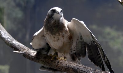 Hawk