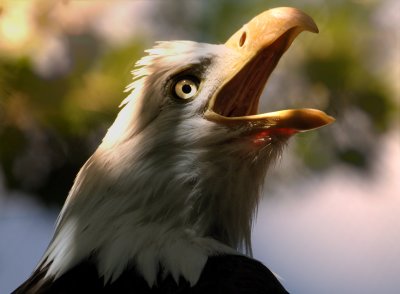 Eagle