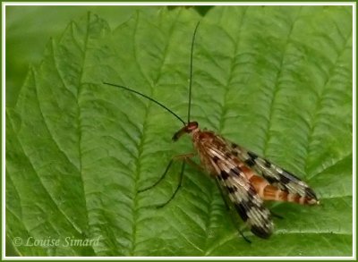 Scorpion Fly