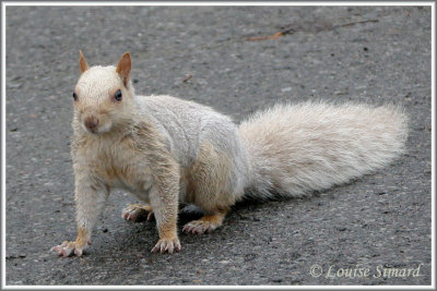 Ecureuil gris leucique / Leucistic Gray Squirrel