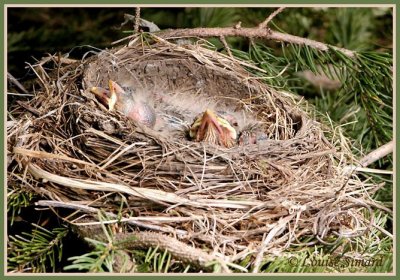 Jeunes Merles d'Amrique au nid