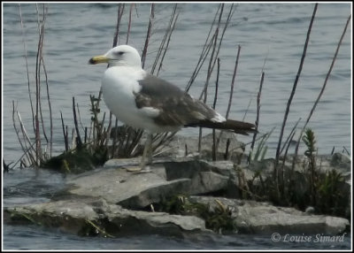 Goland brun / Lesser Black-backed Gull