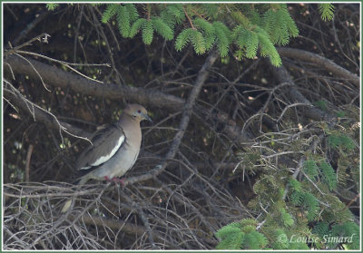 Tourterelle  ailes blanches / White-winged Dove