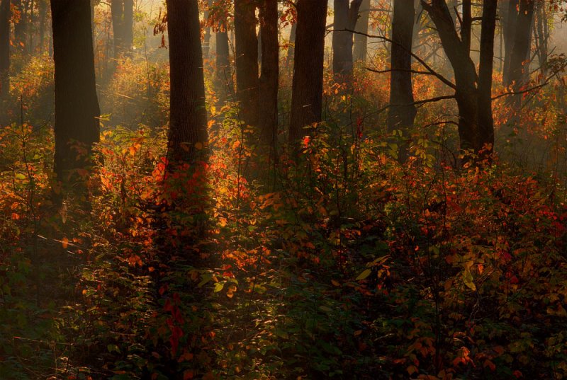 colour on the  forest floor