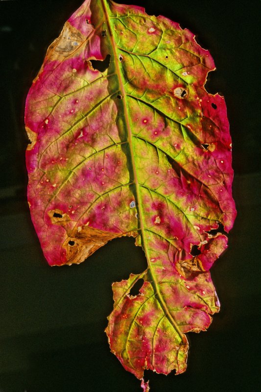 Pokeweed