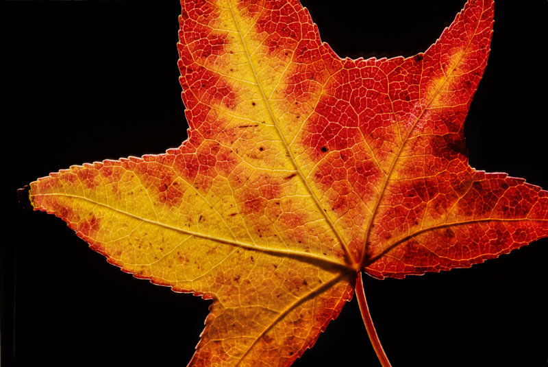Sweetgum