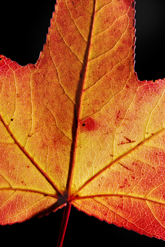 Sweetgum