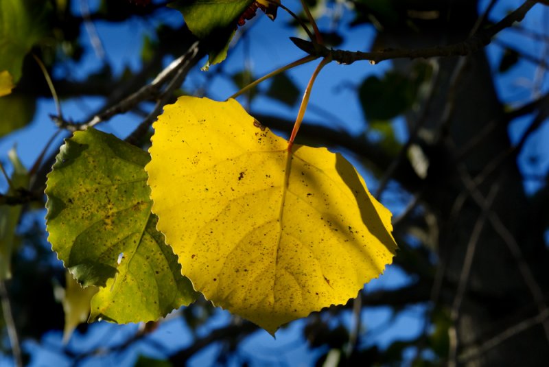 Cottonwood