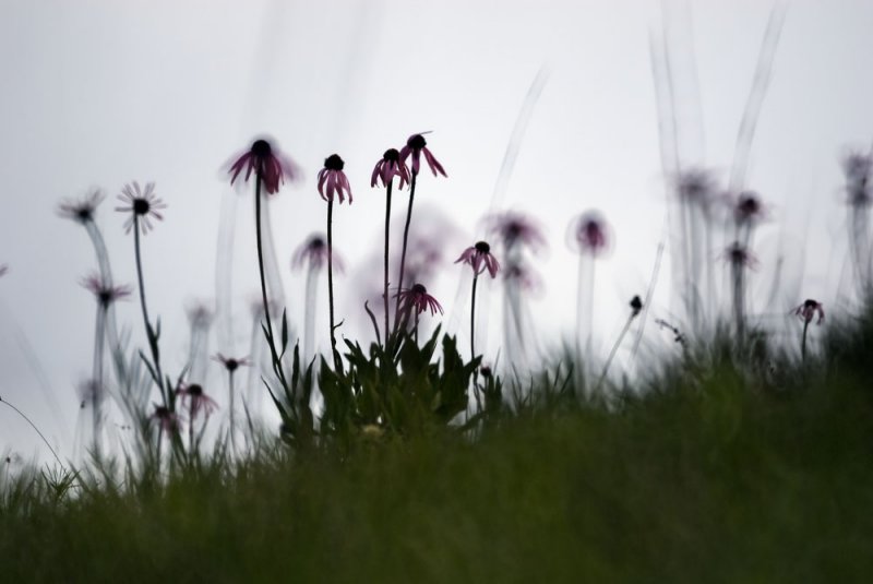 coneflowers