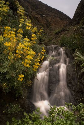 Yellow lupines by a cascade