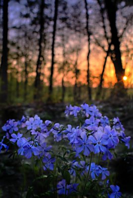 morning bouquet