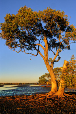 Mangrove Tree II