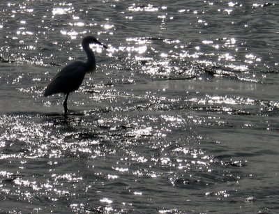 San Padre Island North, Texas