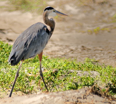 San Padre Island North, Texas