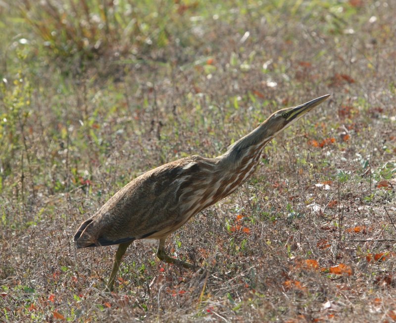 American Bittern