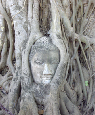 Trapped Buddha