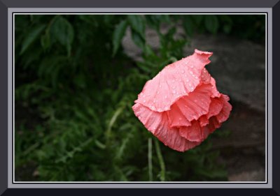 The Pink Poppy