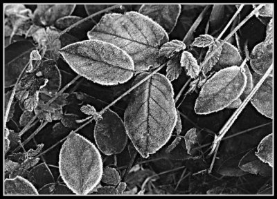 Frost on Salal
