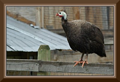 Guinea Hen, Teichroeb Farm