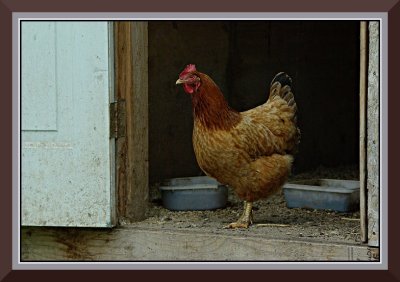 Little Red Hen, Teichroeb Farm