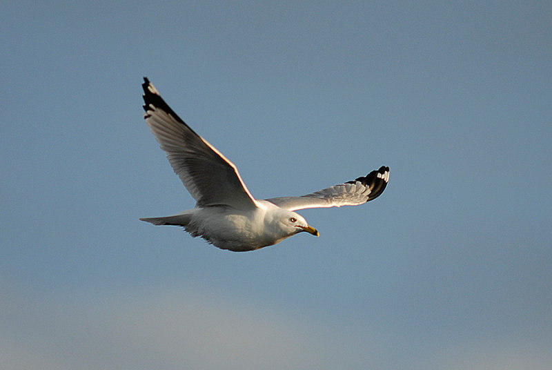 Ring-billed Gull