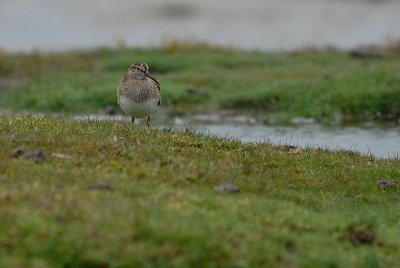 Pectoral Sandpiper