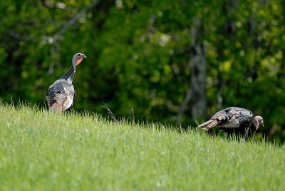 Wild Turkey