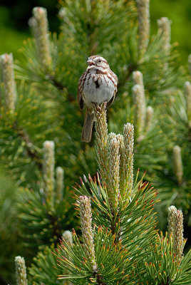 Song Sparrow