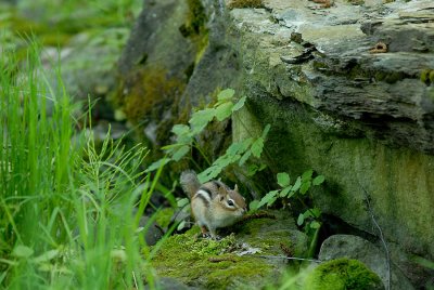 (Eastern?) Chipmunk