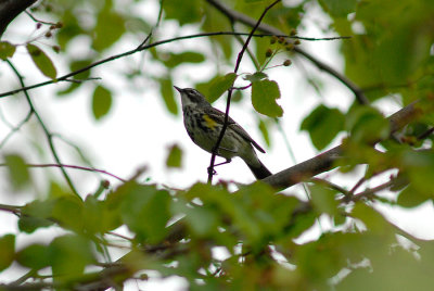 Yellow-rumped Warbler