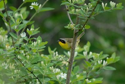 Common Yellowthroat