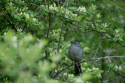 Gray Catbird