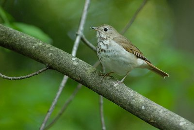 Hermit Thrush