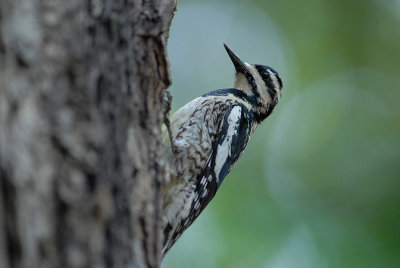 Yellow-bellied Supsucker